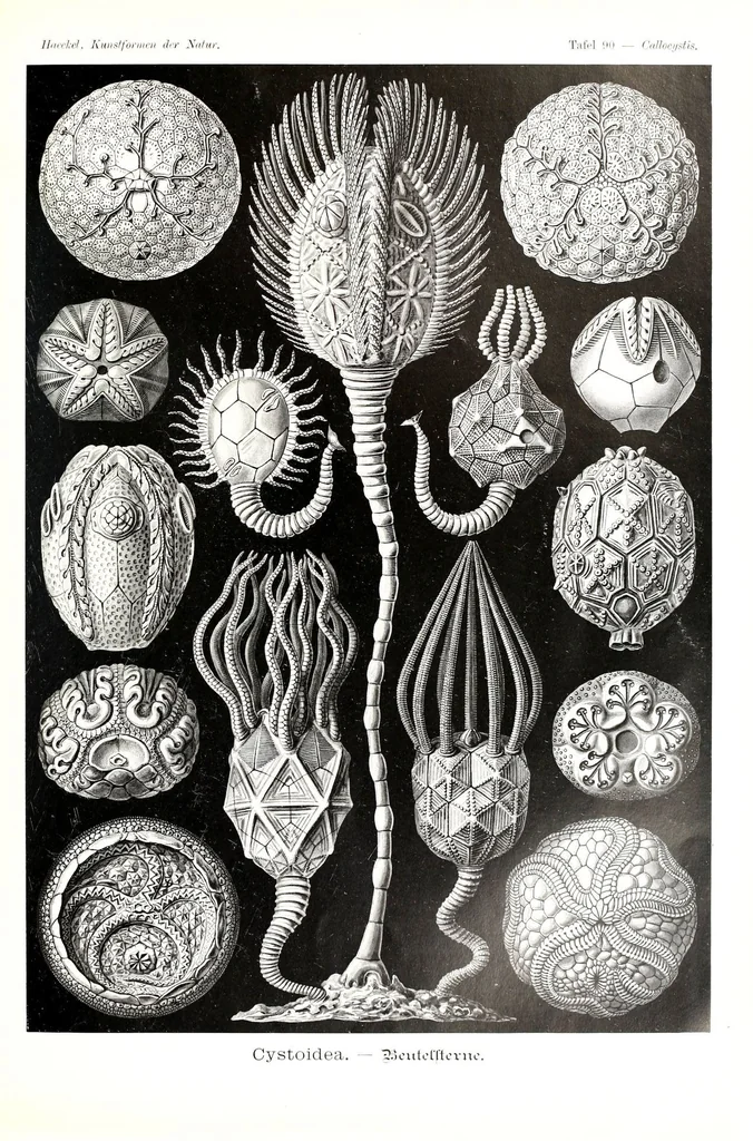 An illustration from Kunstformen der Natur (Tafel 90) (6197333451), 1904