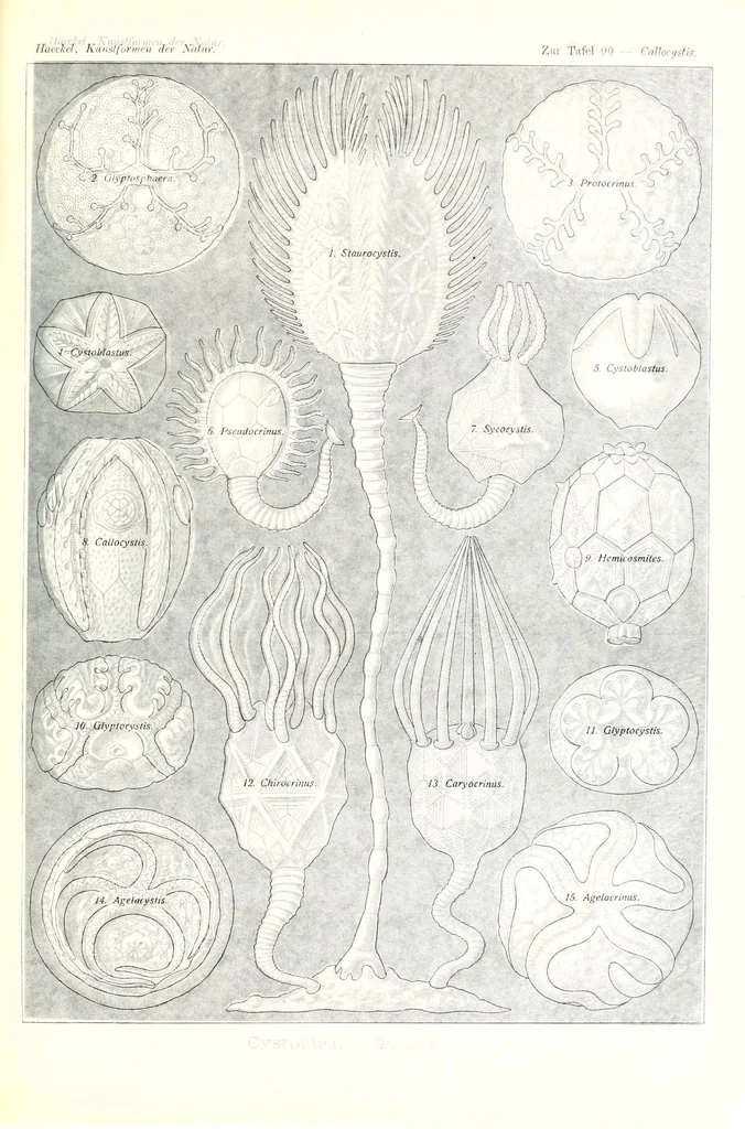 An illustration from Kunstformen der Natur (Tafel 90) (6197852666), 1904
