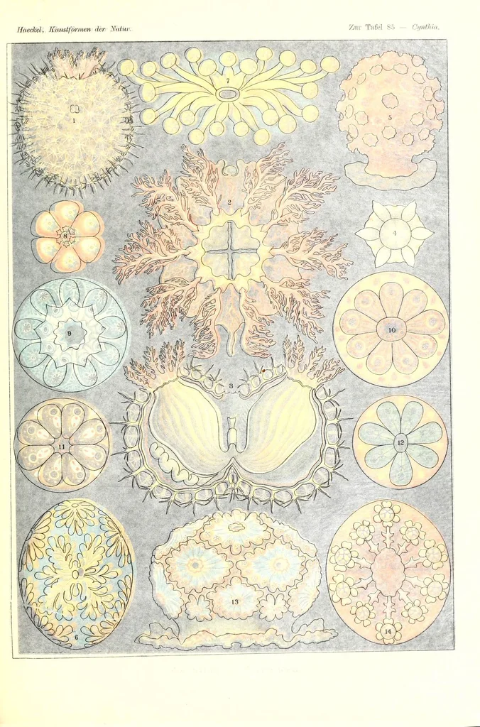 An illustration from Kunstformen der Natur (Tafel 85) (6197851738), 1904