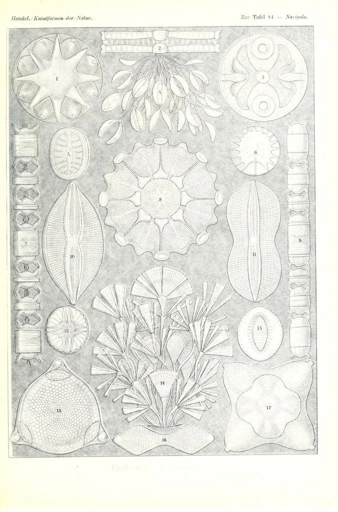 An illustration from Kunstformen der Natur (Tafel 84) (6197851440), 1904