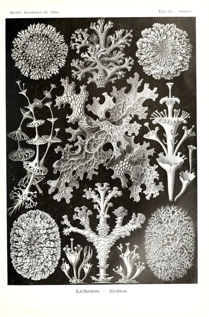 An illustration from Kunstformen der Natur (Tafel 83) (6197851276), 1904