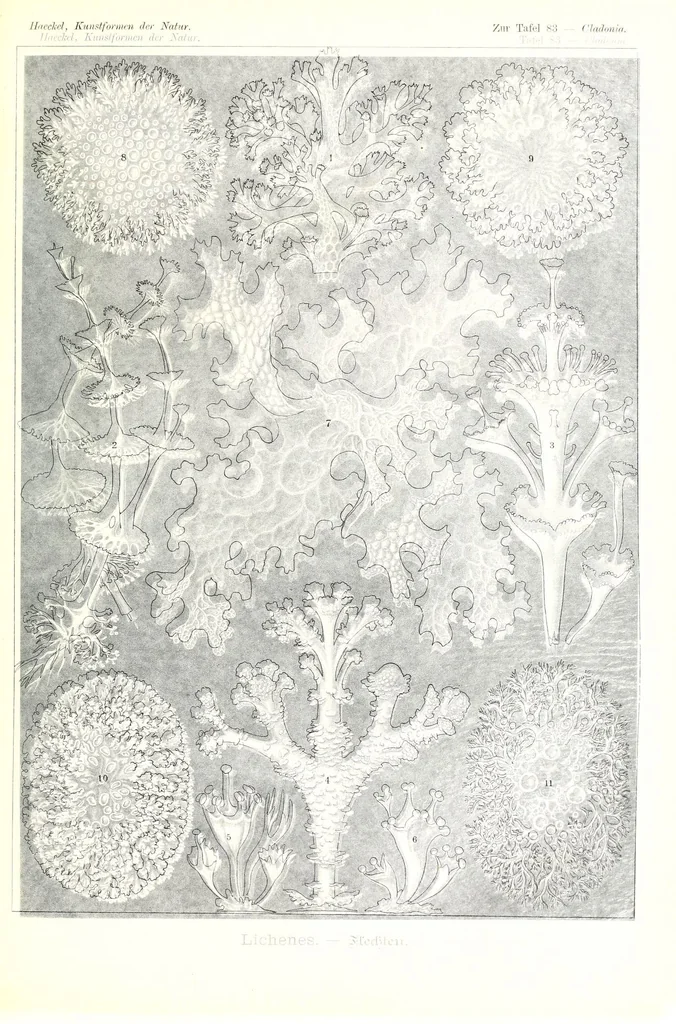 An illustration from Kunstformen der Natur (Tafel 83) (6197331695), 1904