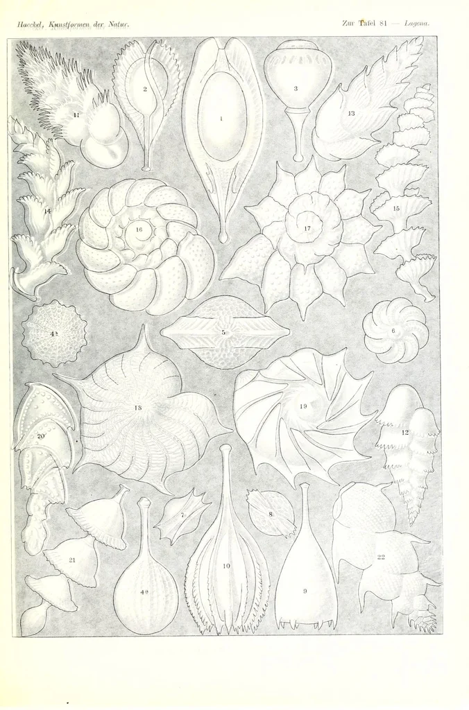 An illustration from Kunstformen der Natur (Tafel 81) (6197850662), 1904