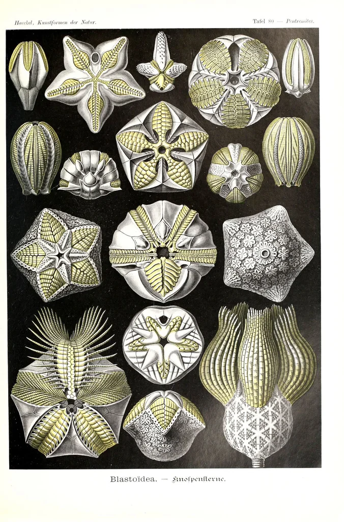 An illustration from Kunstformen der Natur (Tafel 80) (6197850440), 1904