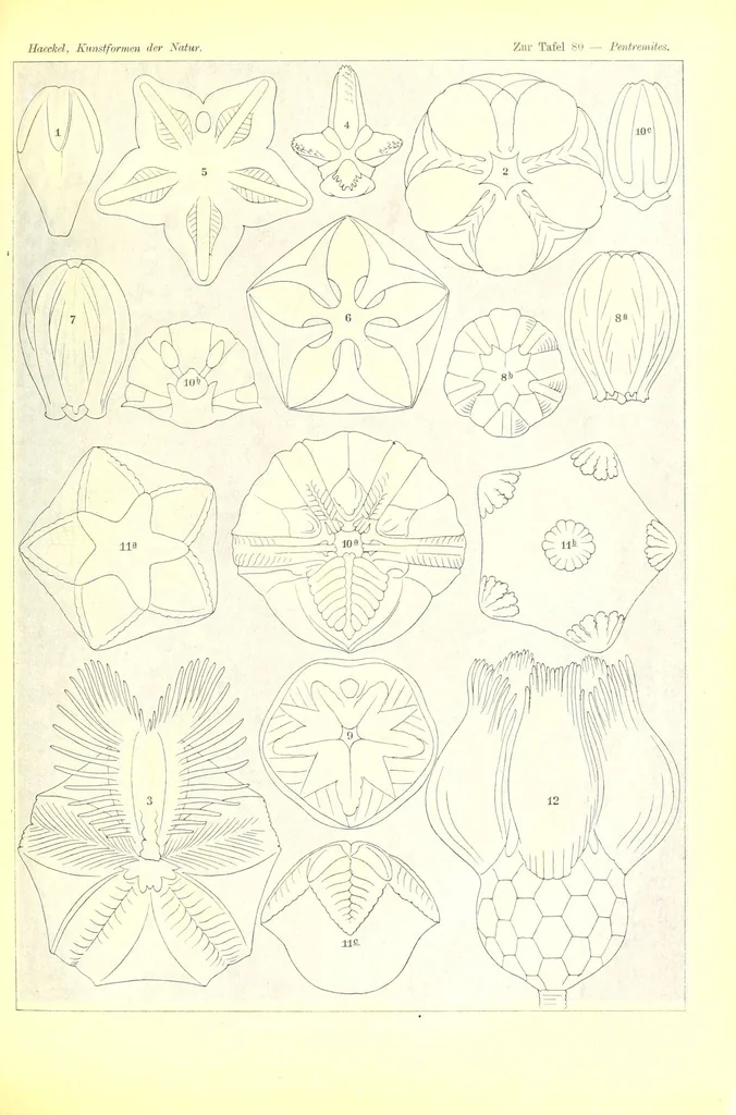 An illustration from Kunstformen der Natur (Tafel 80) (6197850290), 1904