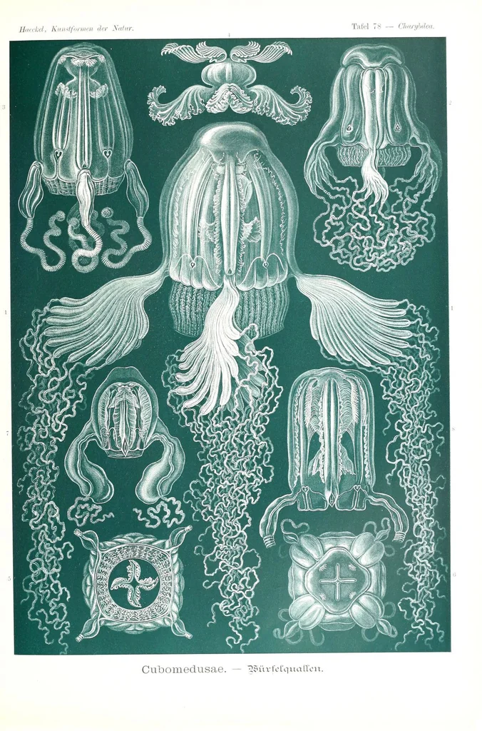 An illustration from Kunstformen der Natur (Tafel 78) (6197330523), 1904