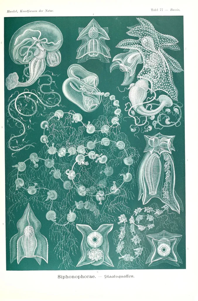 An illustration from Kunstformen der Natur (Tafel 77) (6197849910), 1904