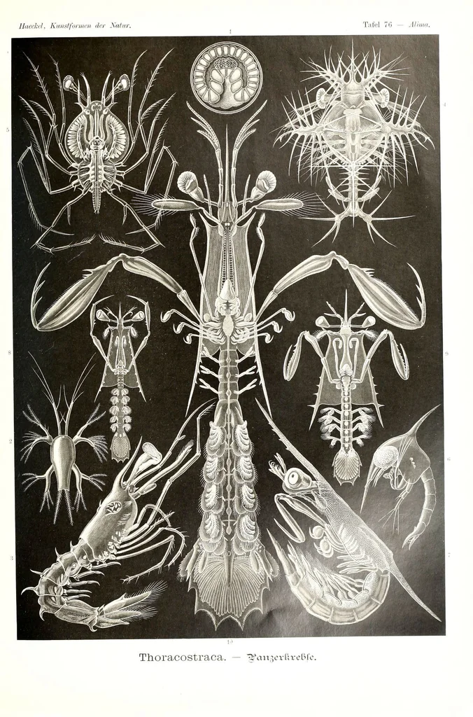 An illustration from Kunstformen der Natur (Tafel 76) (6197849718), 1904