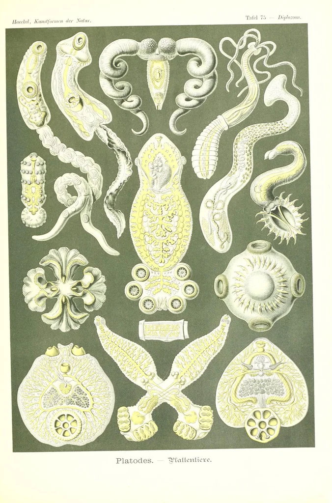 An illustration from Kunstformen der Natur (Tafel 75) (6197849598), 1904