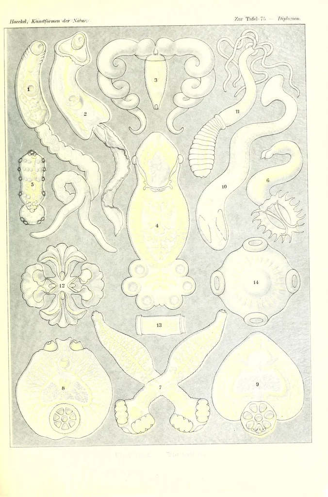 An illustration from Kunstformen der Natur (Tafel 75) (6197846436), 1904