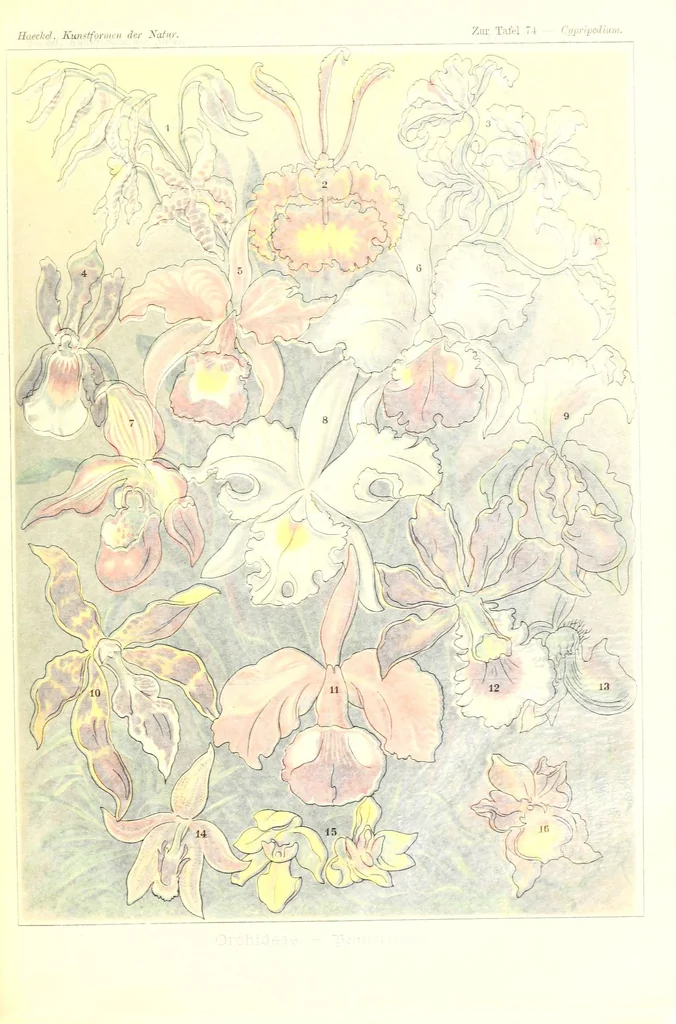 An illustration from Kunstformen der Natur (Tafel 74) (6197846168), 1904