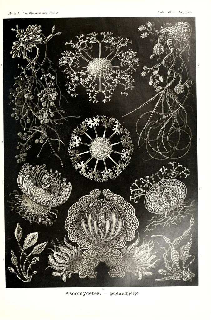 An illustration from Kunstformen der Natur (Tafel 73) (6197326485), 1904