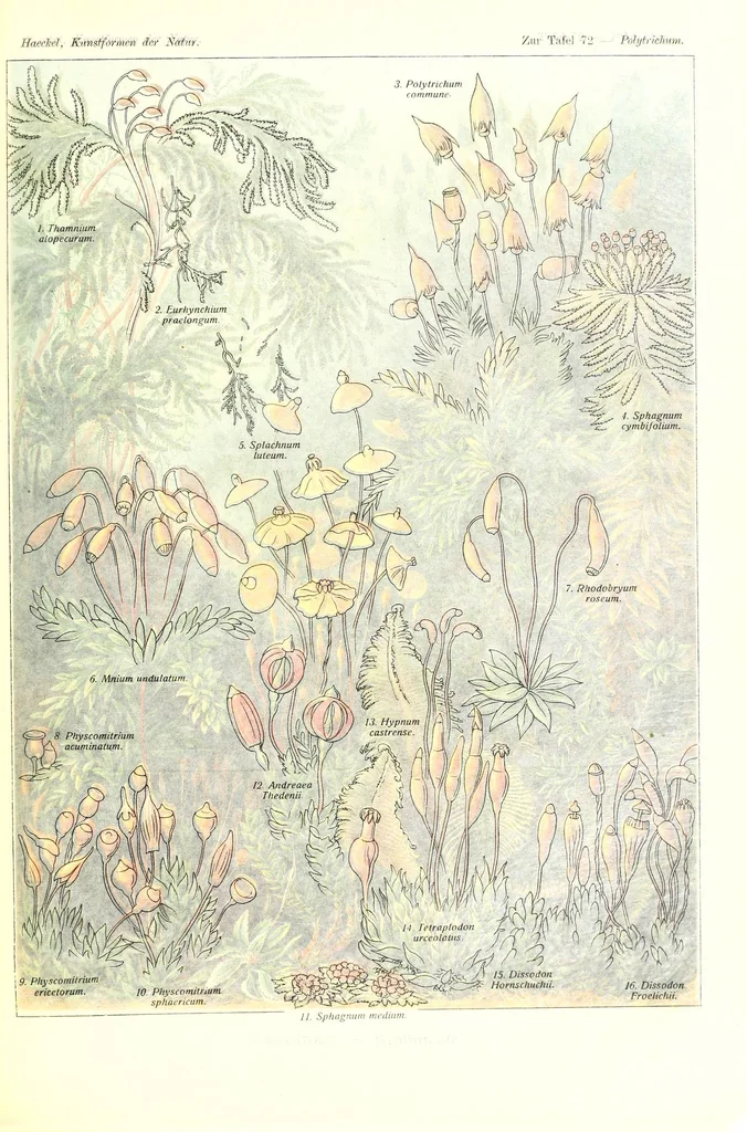 An illustration from Kunstformen der Natur (Tafel 72) (6197845690), 1904
