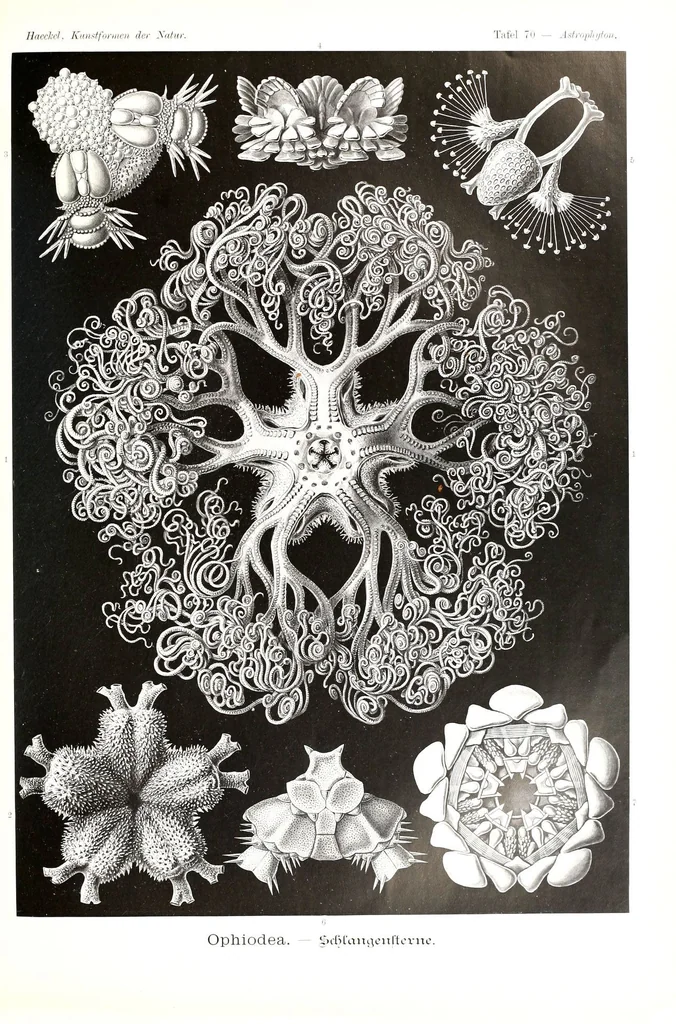 An illustration from Kunstformen der Natur (Tafel 70) (6197325949), 1904