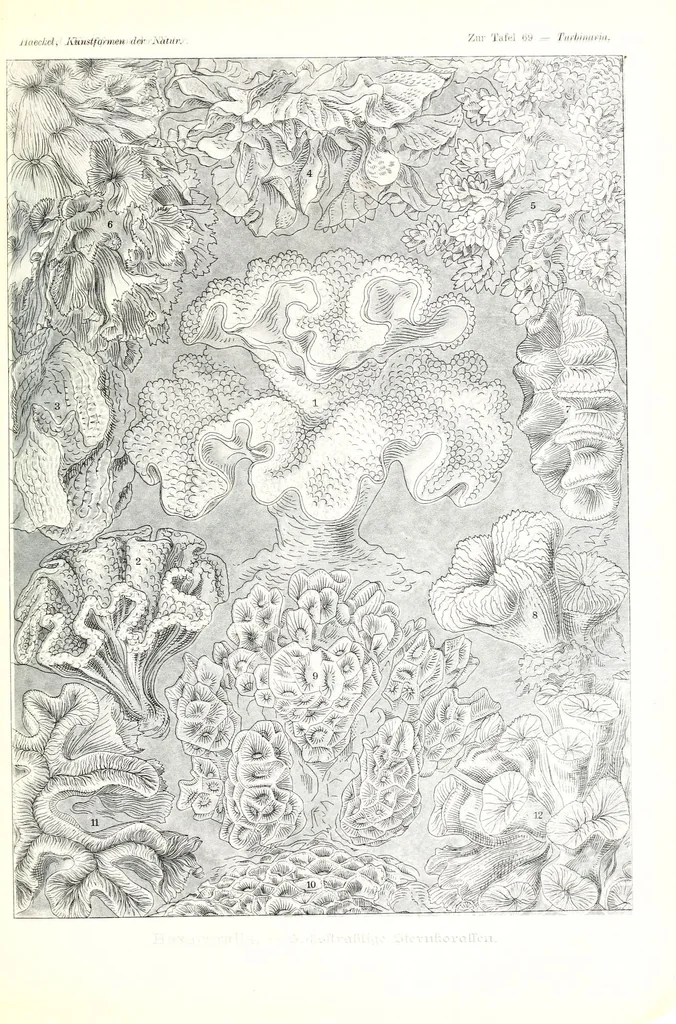 An illustration from Kunstformen der Natur (Tafel 69) (6197844984), 1904