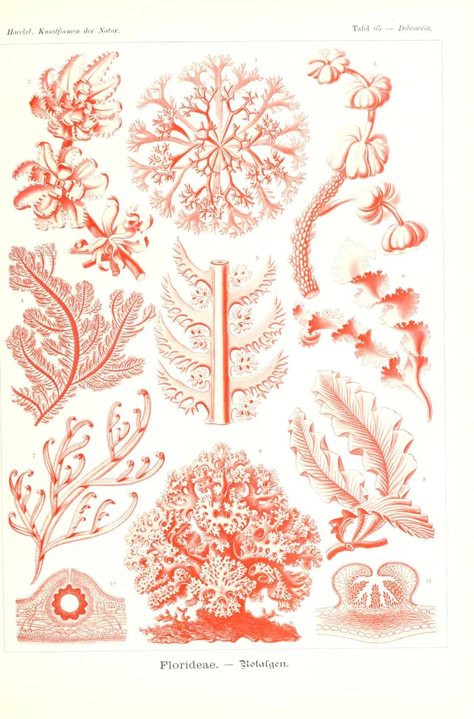 An illustration from Kunstformen der Natur (Tafel 65) (6197844266), 1904
