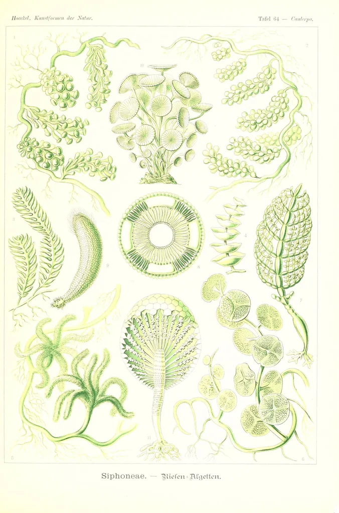 An illustration from Kunstformen der Natur (Tafel 64) (6197844104), 1904