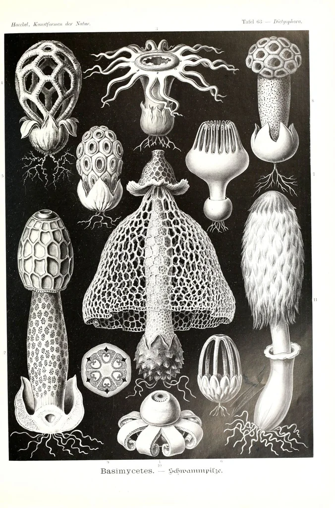 An illustration from Kunstformen der Natur (Tafel 63) (6197843960), 1904