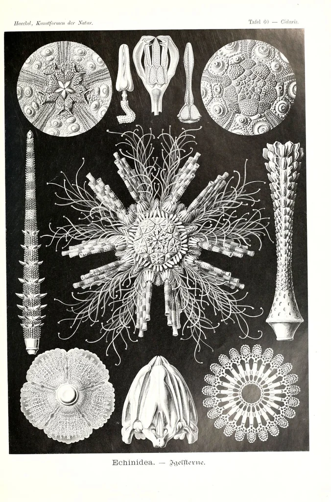 An illustration from Kunstformen der Natur (Tafel 60) (6197324119), 1904