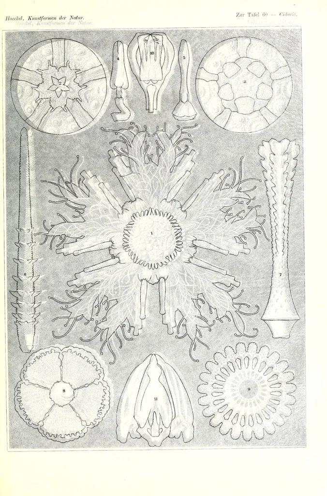 An illustration from Kunstformen der Natur (Tafel 60) (6197323977), 1904