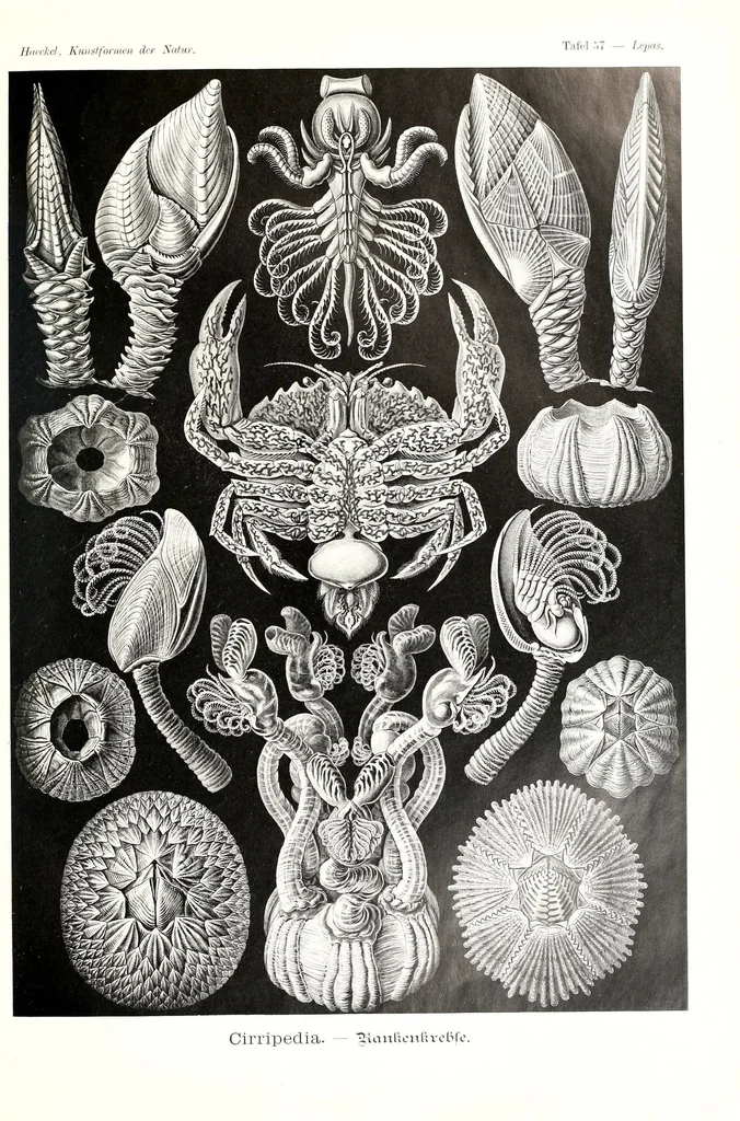 An illustration from Kunstformen der Natur (Tafel 57) (6197323485), 1904