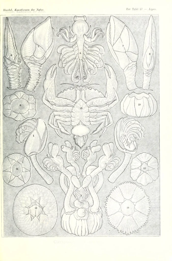 An illustration from Kunstformen der Natur (Tafel 57) (6197842582), 1904