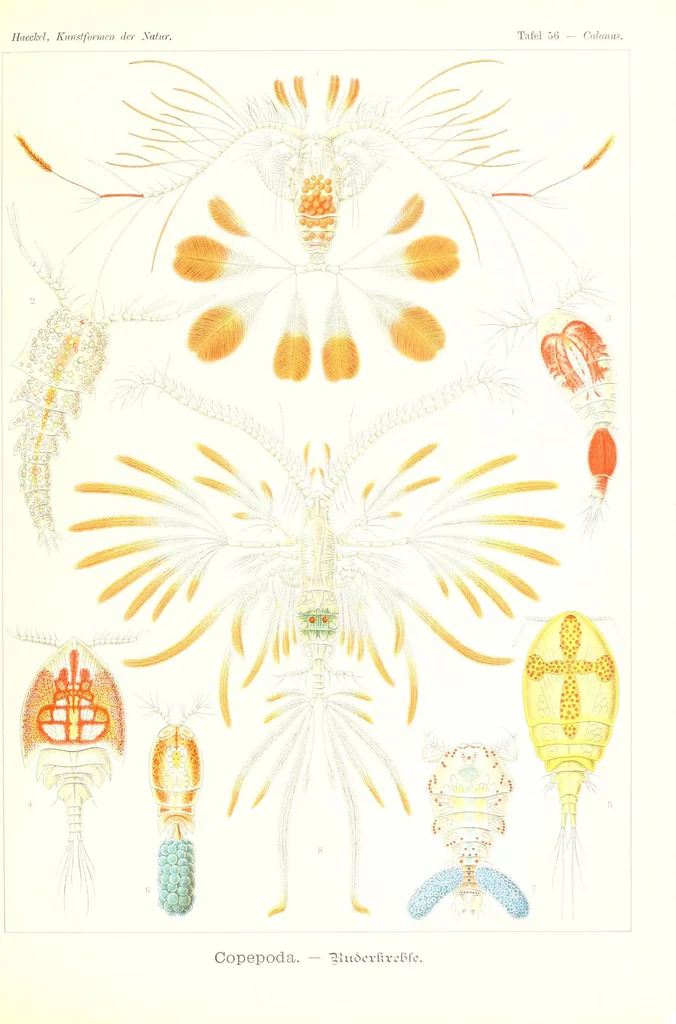 An illustration from Kunstformen der Natur (Tafel 56) (6197842428), 1904