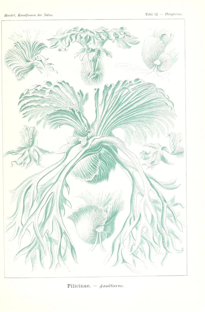 An illustration from Kunstformen der Natur (Tafel 52) (6197322281), 1904