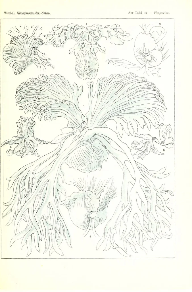 An illustration from Kunstformen der Natur (Tafel 52) (6197841378), 1904
