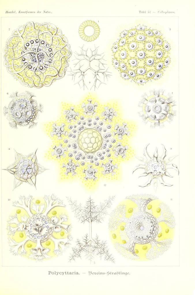 An illustration from Kunstformen der Natur (Tafel 51) (6197841252), 1904