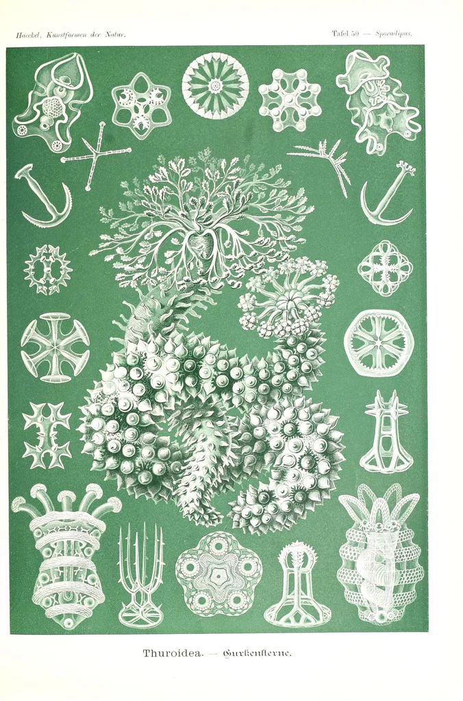 An illustration from Kunstformen der Natur (Tafel 50) (6197841126), 1904
