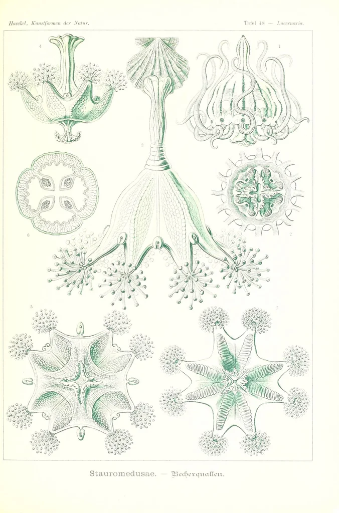 An illustration from Kunstformen der Natur (Tafel 48) (6197321211), 1904