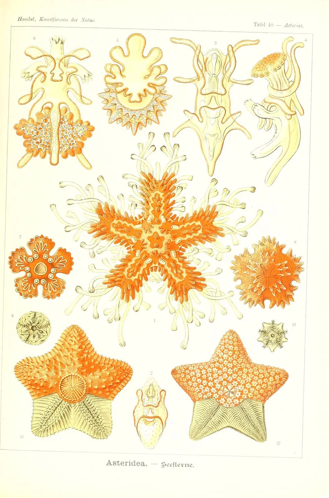 An illustration from Kunstformen der Natur (Tafel 40) (6197319683), 1904