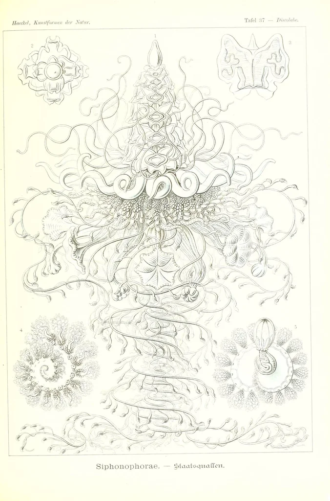 An illustration from Kunstformen der Natur (Tafel 37) (6197838512), 1904