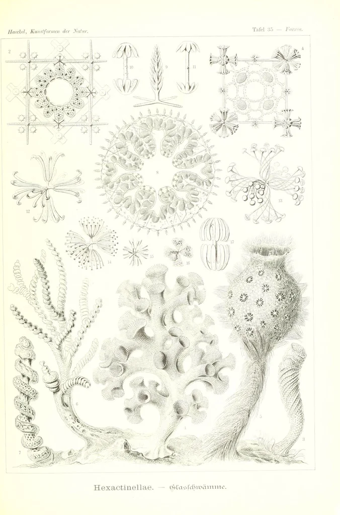 An illustration from Kunstformen der Natur (Tafel 35) (6197318851), 1904
