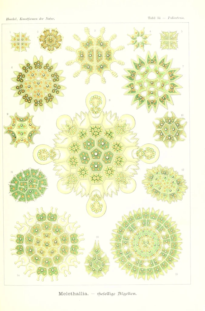 An illustration from Kunstformen der Natur (Tafel 34) (6197318709), 1904