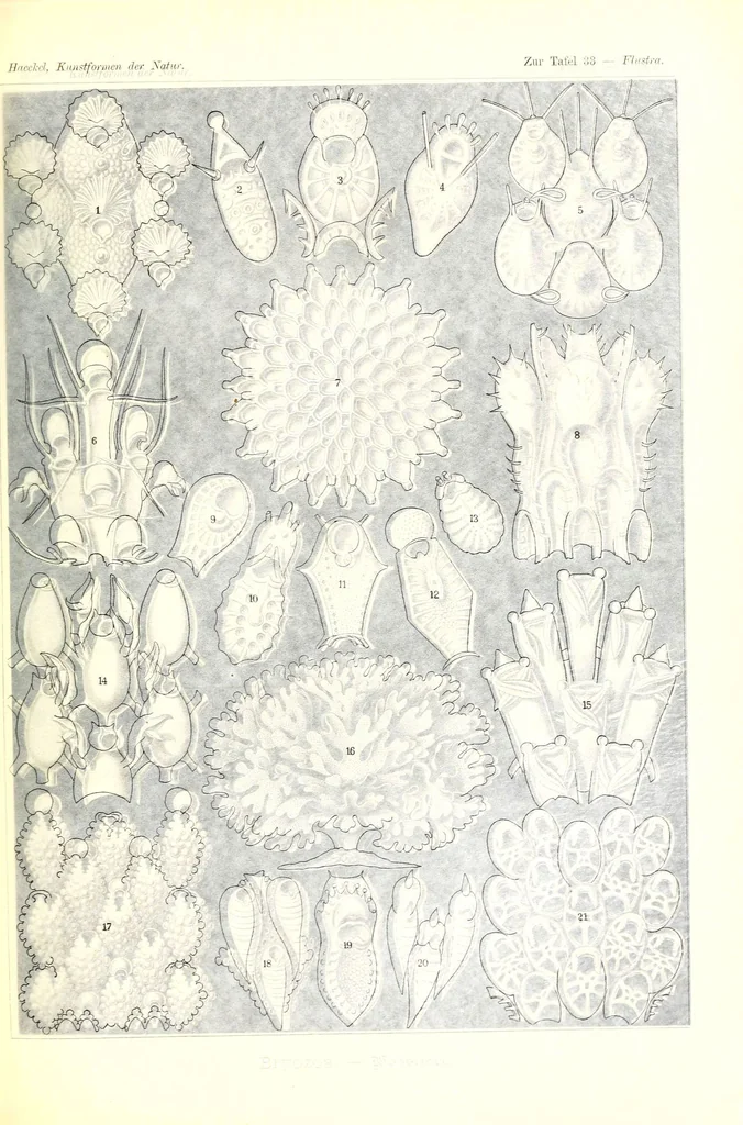 An illustration from Kunstformen der Natur (Tafel 33) (6197318423), 1904