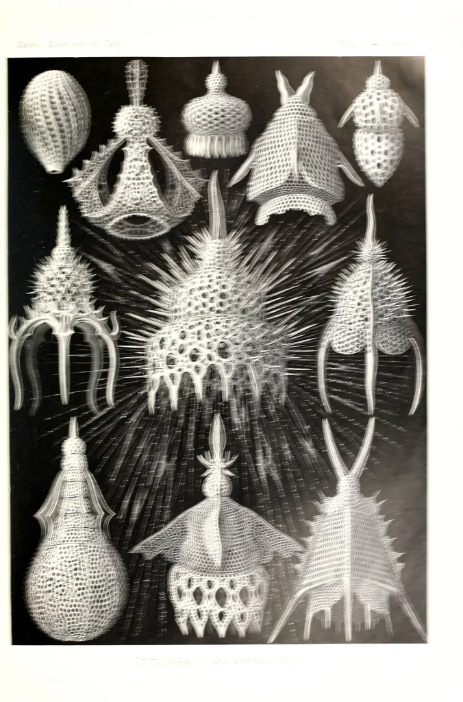 An illustration from Kunstformen der Natur (Tafel 31) (6197837700), 1904