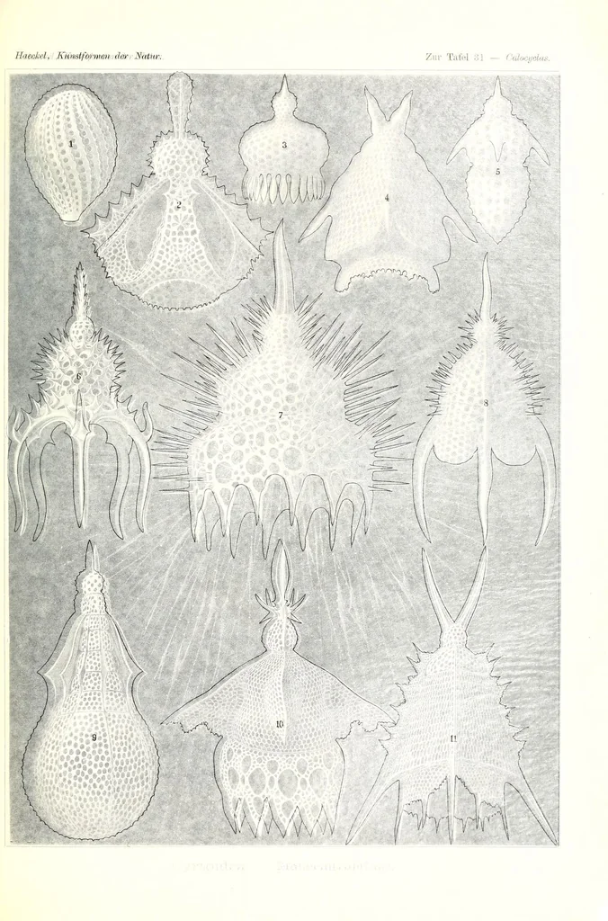 An illustration from Kunstformen der Natur (Tafel 31) (6197837550), 1904