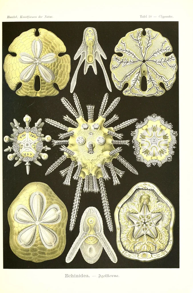 An illustration from Kunstformen der Natur (Tafel 30) (6197318031), 1904
