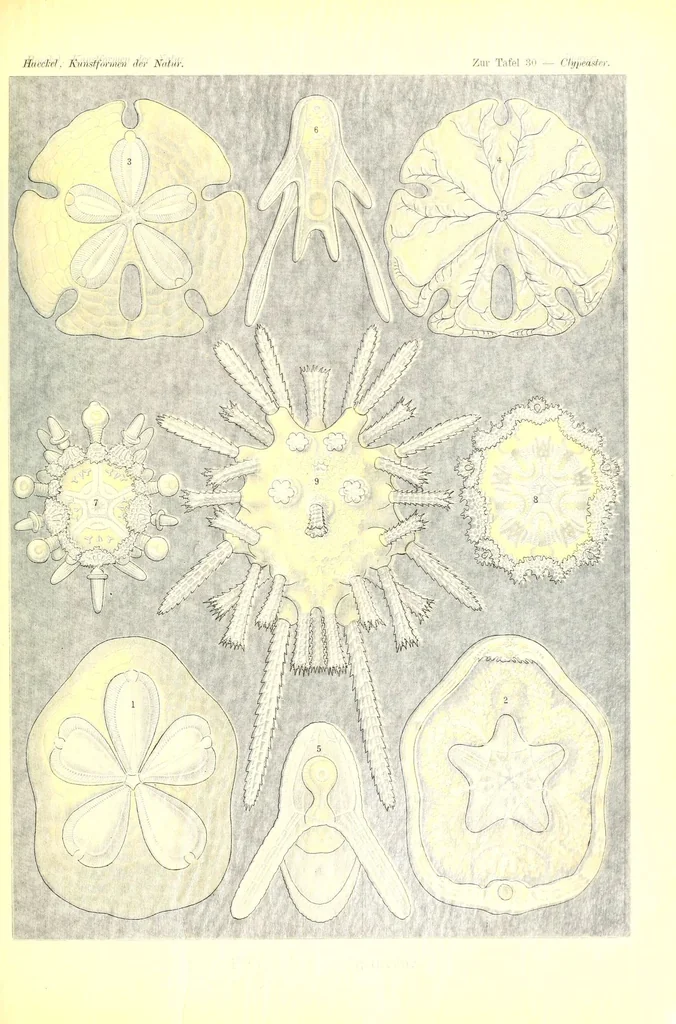An illustration from Kunstformen der Natur (Tafel 30) (6197317893), 1904