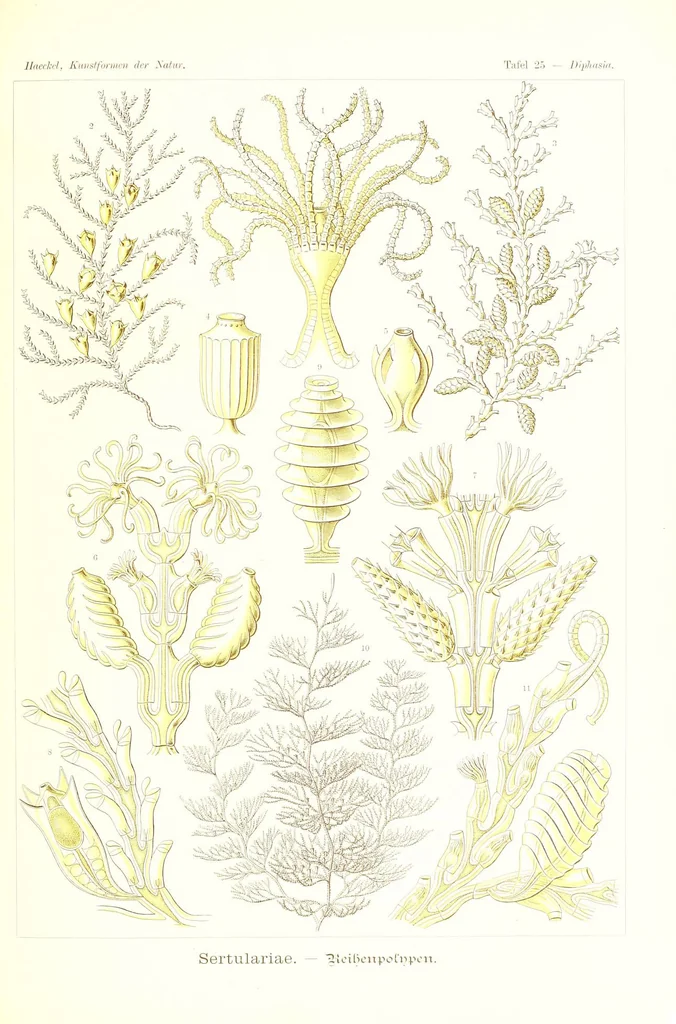 An illustration from Kunstformen der Natur (Tafel 25) (6197317051), 1904