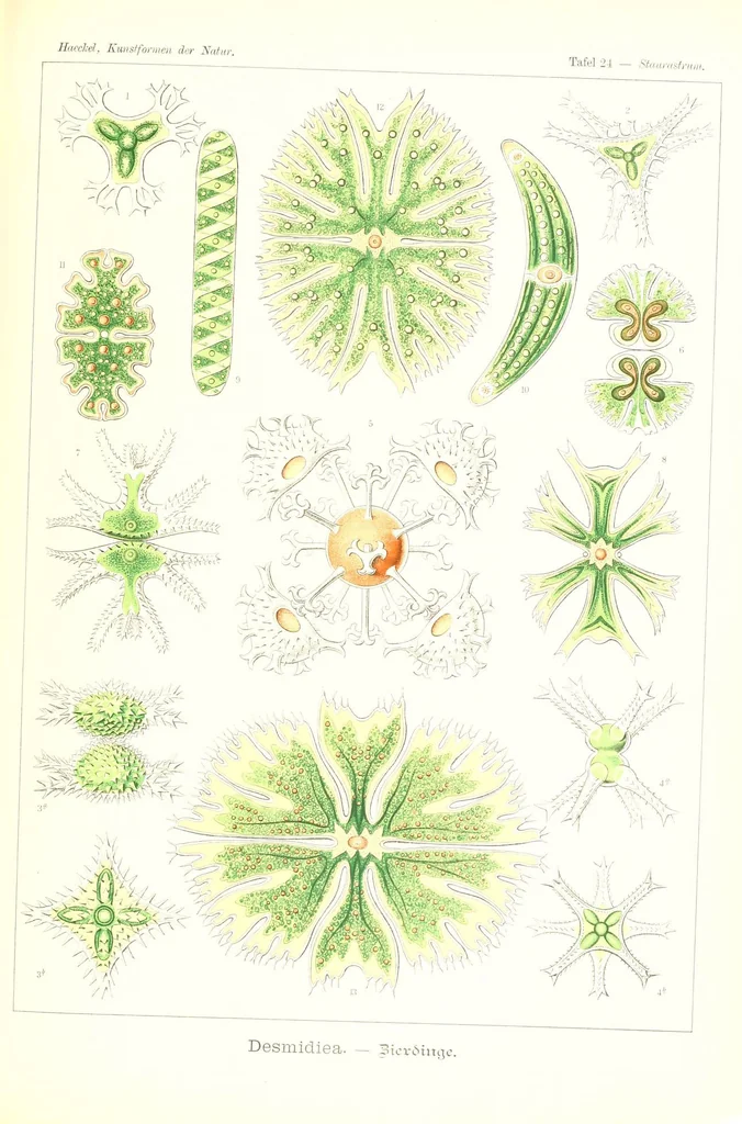 An illustration from Kunstformen der Natur (Tafel 24) (6197836342), 1904