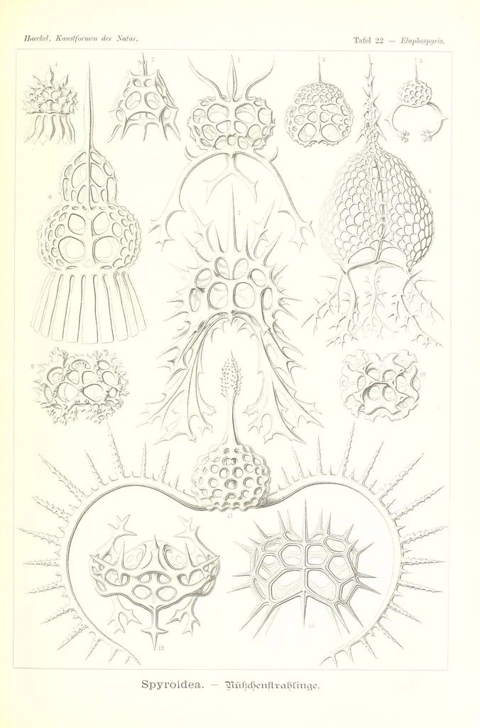 An illustration from Kunstformen der Natur (Tafel 22) (6197316693), 1904