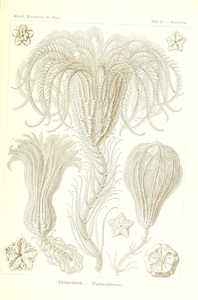 An illustration from Kunstformen der Natur (Tafel 20) (6197316491), 1904