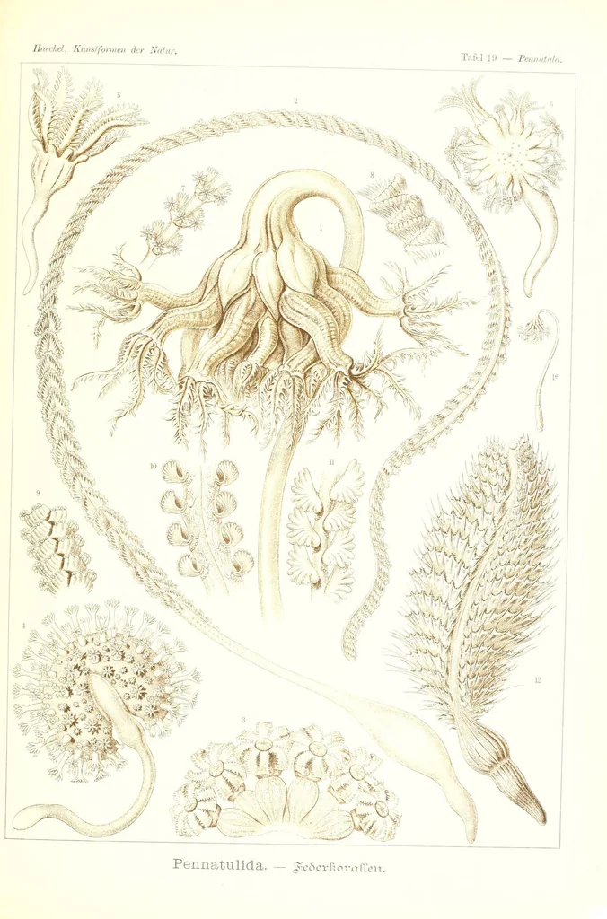 An illustration from Kunstformen der Natur (Tafel 19) (6197835748), 1904