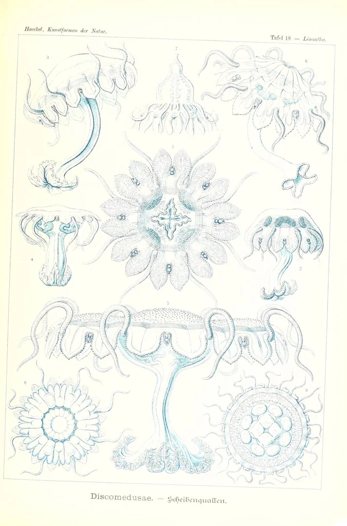 An illustration from Kunstformen der Natur (Tafel 18) (6197835612), 1904