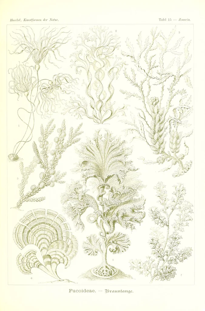 An illustration from Kunstformen der Natur (Tafel 15) (6197835198), 1904