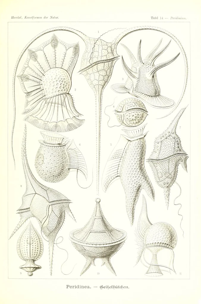 An illustration from Kunstformen der Natur (Tafel 14) (6197835044), 1904