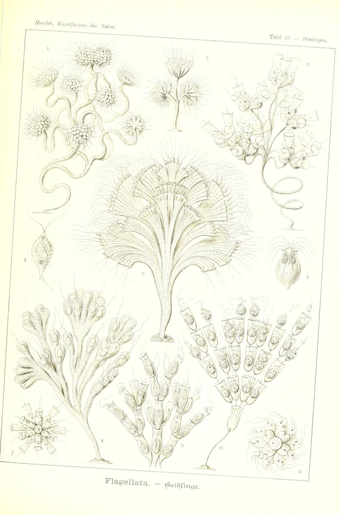 An illustration from Kunstformen der Natur (Tafel 13) (6197315587), 1904